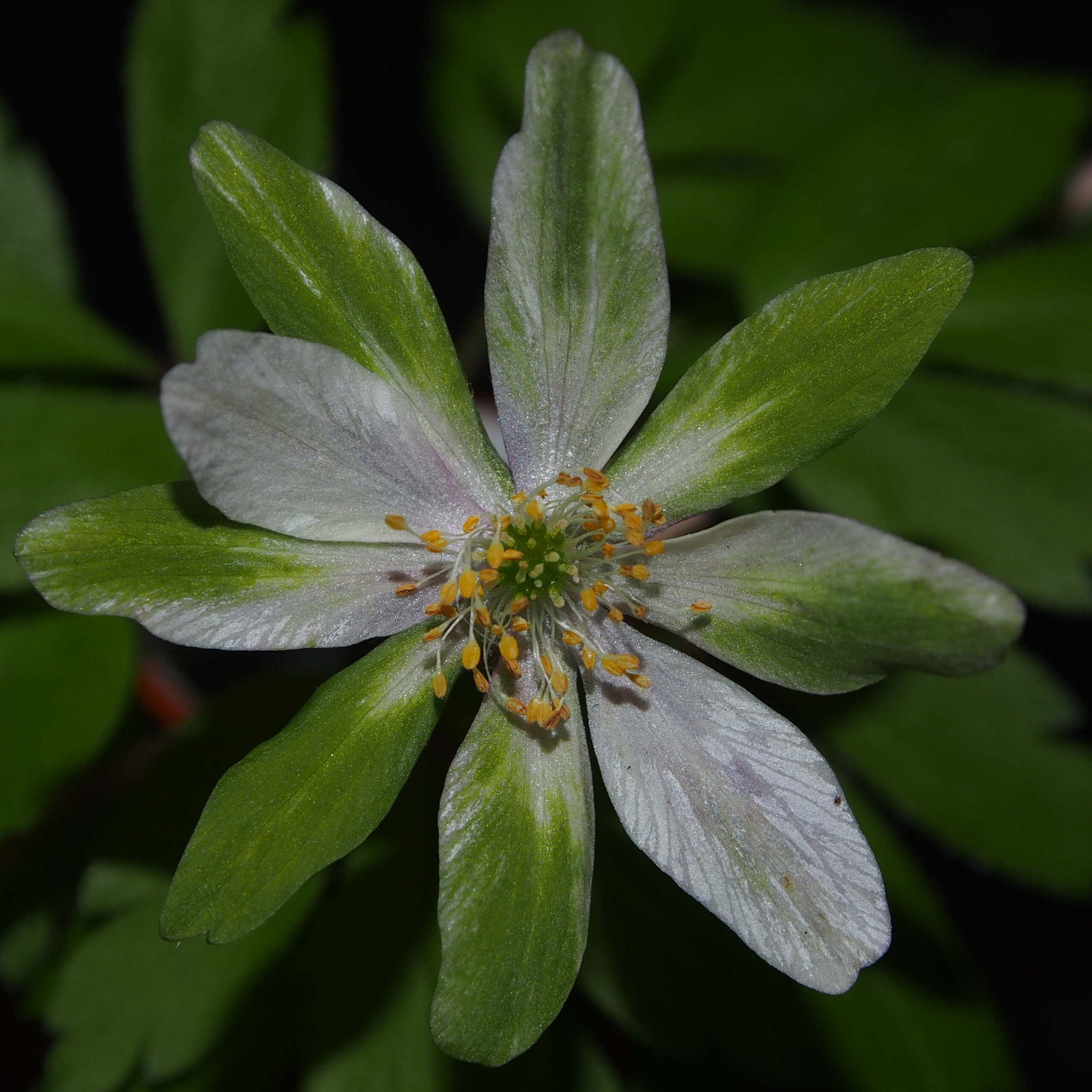 Anemone nemerosa Legolas JP 3 Anemone nemerosa Legolas JP