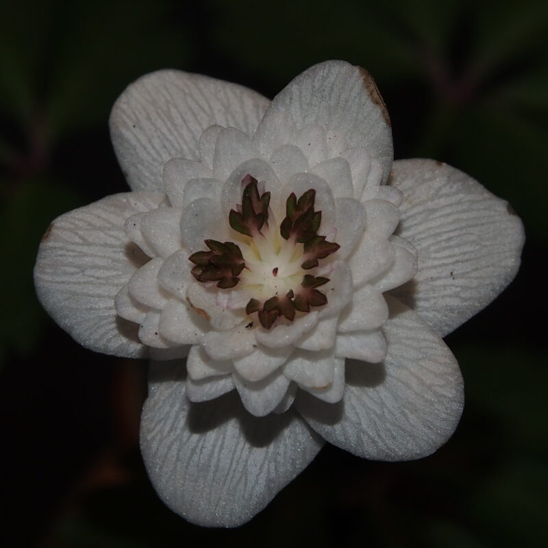Anemone nemerosa Thekla