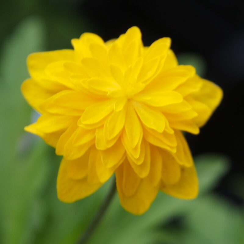 Anemone ranunculoides Dagerort