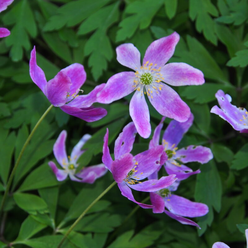 Anemone nemerosa Frühlingsfee