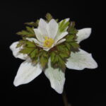 Anemone nemerosa Mayland 1 Anemone nemerosa Mayland