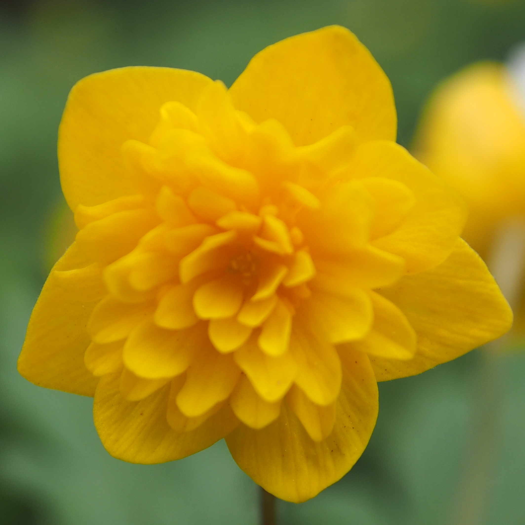Anemone ranunculoides Johannes 5 Anemone ranunculoides Johannes – Bild 3