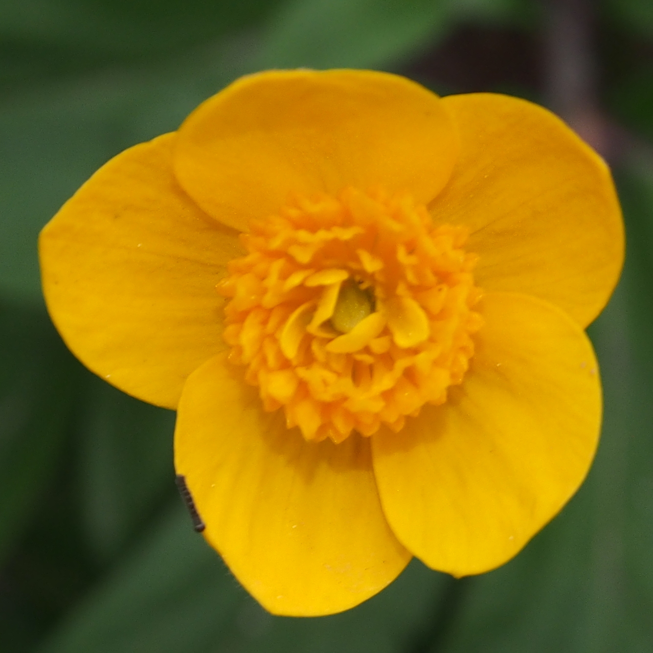 Anemone ranunculoides Lisa 3 Anemone ranunculoides Lisa