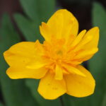 Anemone ranunculoides Kapik