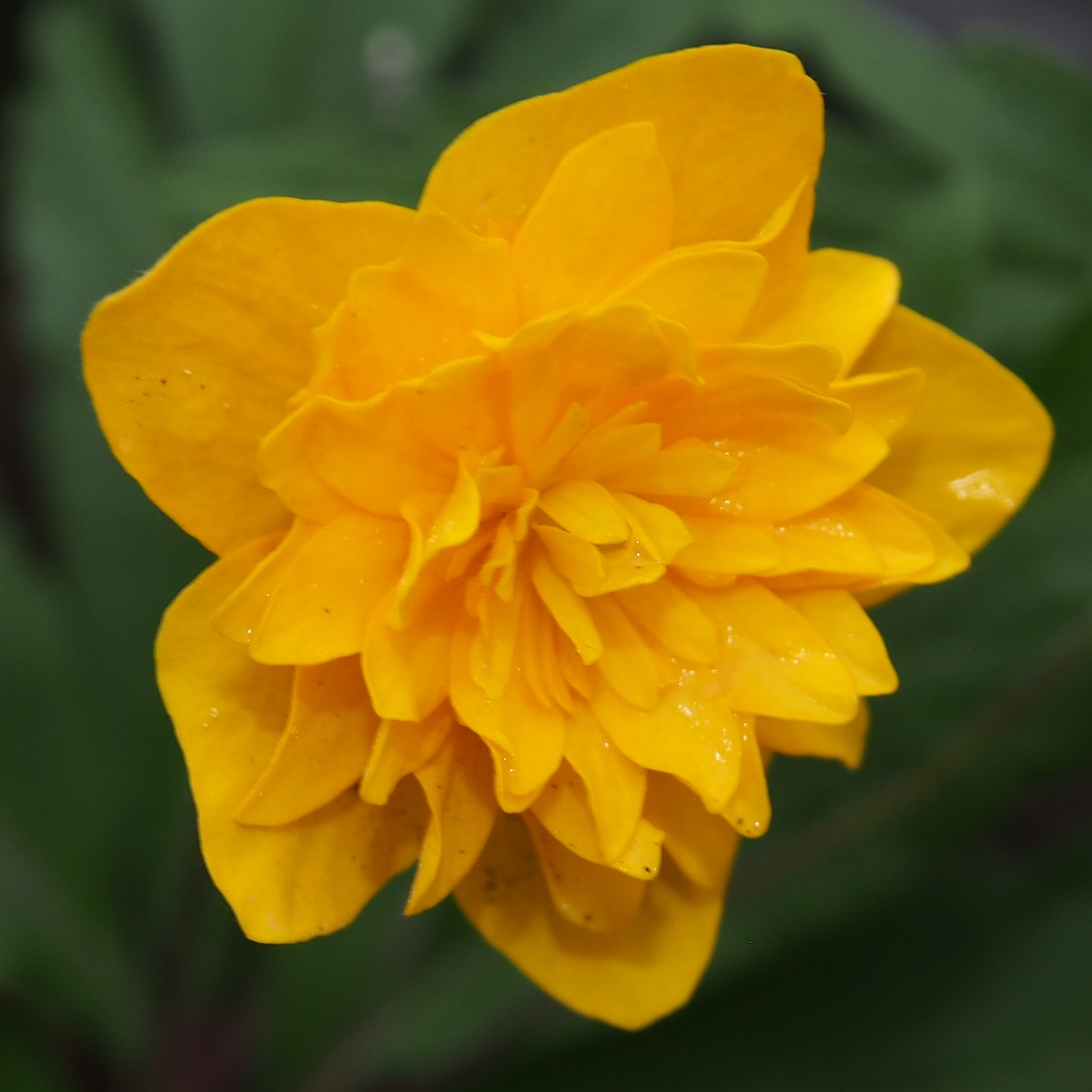 Anemone ranunculoides Pappa 3 Anemone ranunculoides Pappa