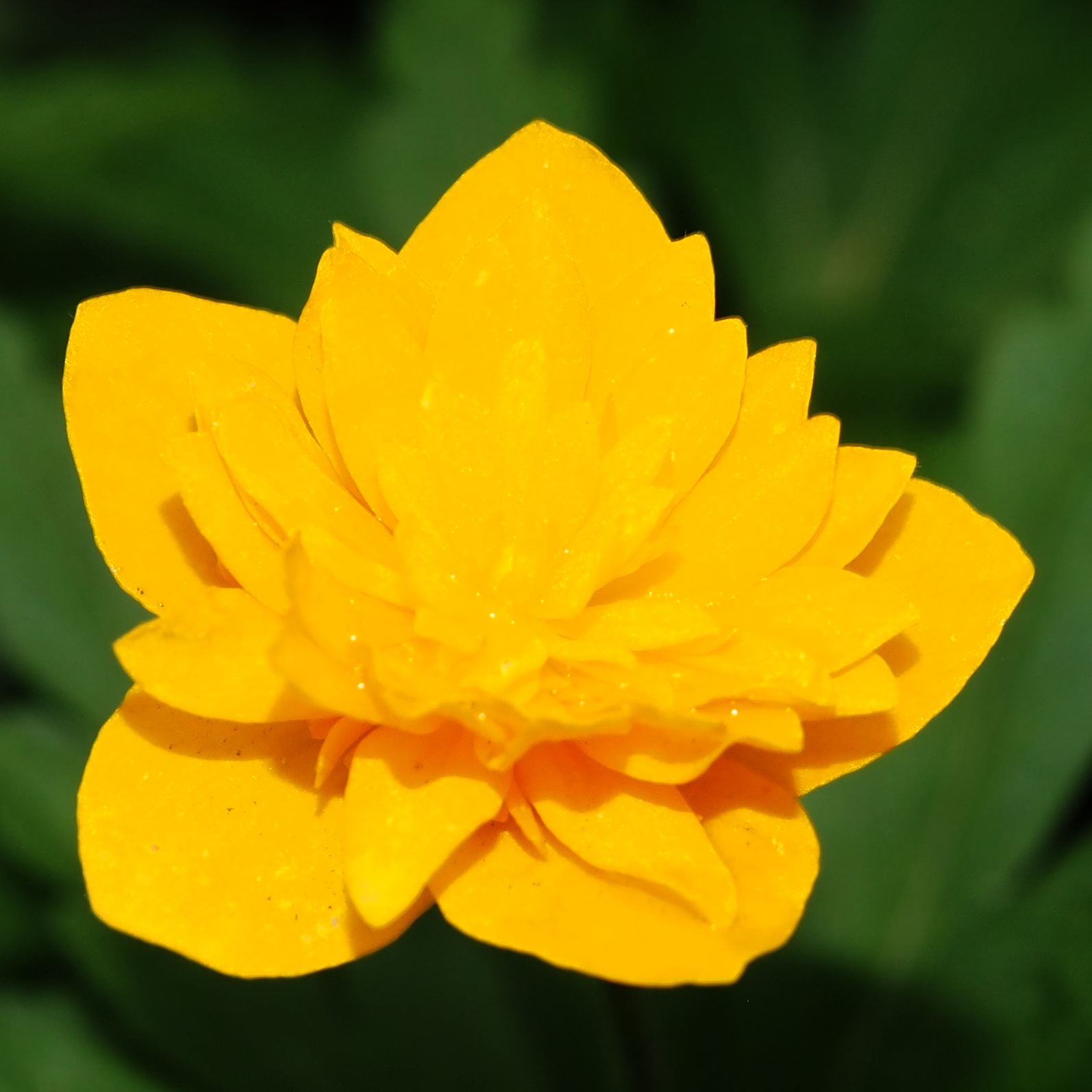 Anemone ranunculoides Pappa 4 Anemone ranunculoides Pappa