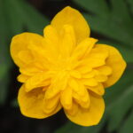 Anemone ranunculoides Terese 1 Anemone ranunculoides Terese