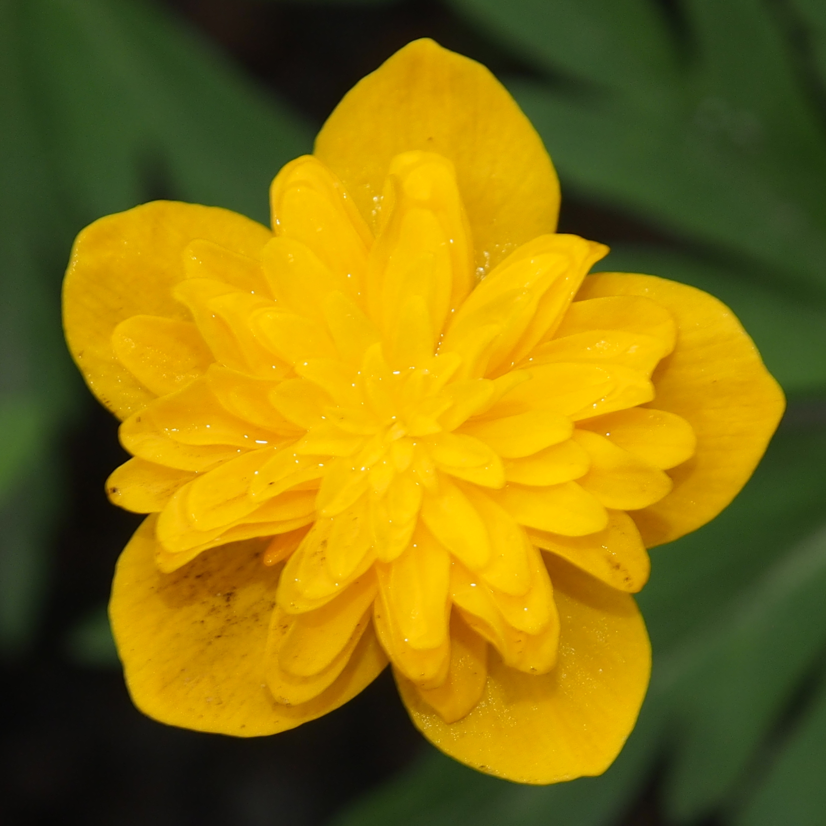 Anemone ranunculoides Terese 3 Anemone ranunculoides Terese