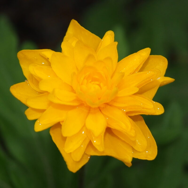 Anemone ranunculoides Tafka