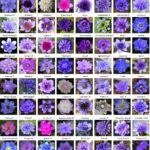 Poster Hepatica nobilis Plena 2 Poster Hepatica nobilis Plena