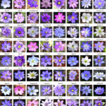 Poster Hepatica x transs-japonica