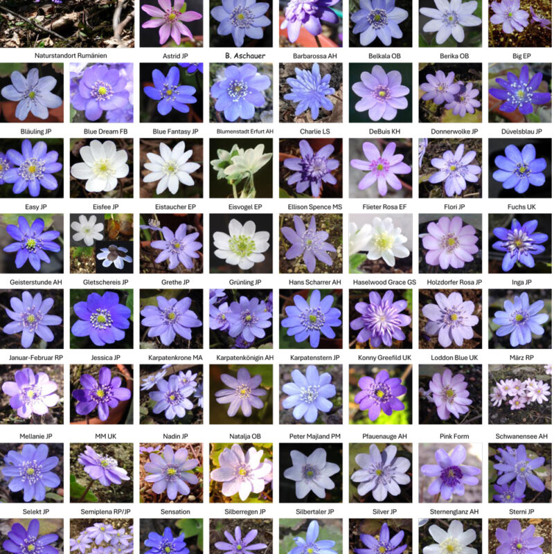Poster Hepatica transsilvanica