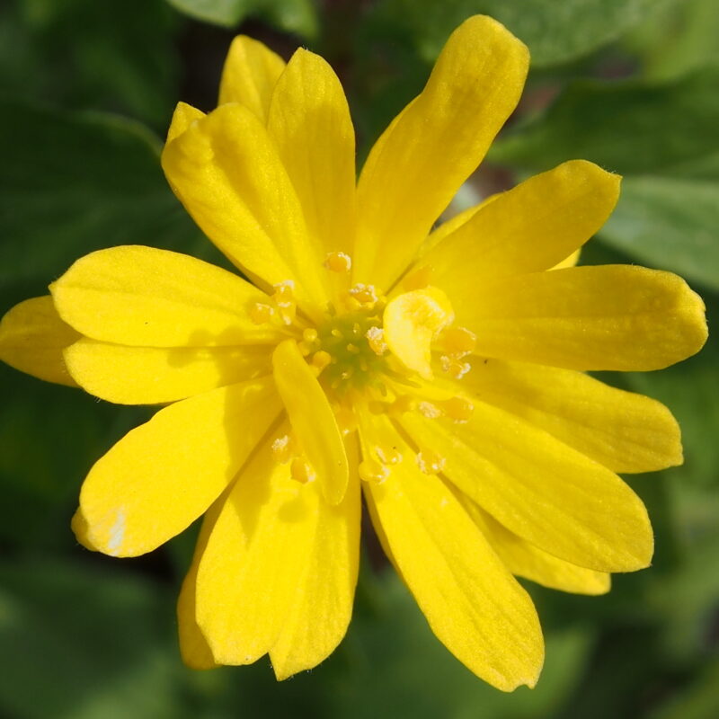 Schattenstauden 105 Anemone ranunculoides Press