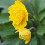 Anemone ranunculoides Reet 1 Anemone ranunculoides Reet