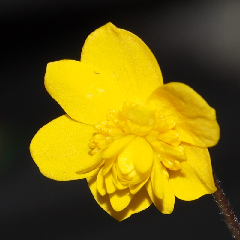 Anemone ranunculoides Sirje