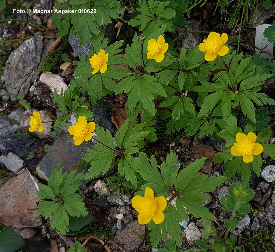 Anemone ranunculoides Sirje 4 Anemone ranunculoides Sirje