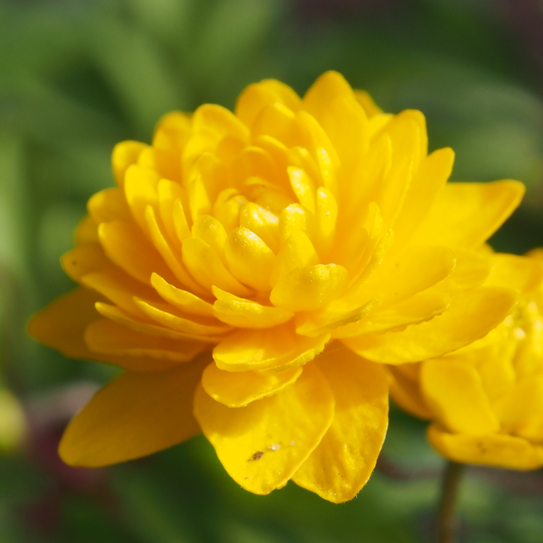 Anemone ranunculoides Tafka 4 Anemone ranunculoides Tafka