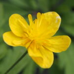 Anemone ranunculoides Tutt 2 Anemone ranunculoides Tutt