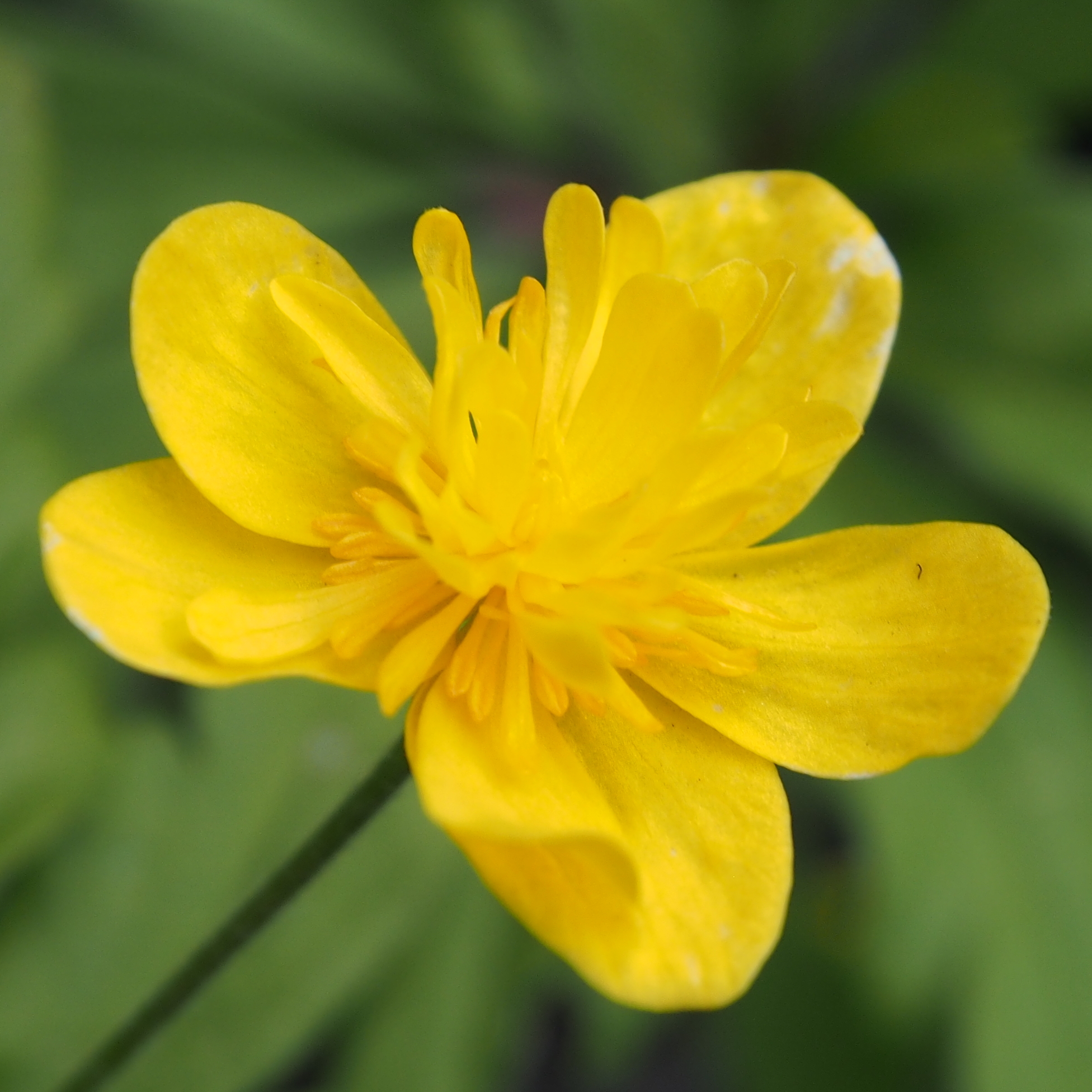 Anemone ranunculoides Tutt 3 Anemone ranunculoides Tutt