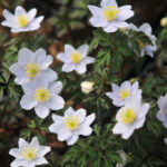 Anemone nemerosa Parlez Vous 2 Anemone nemerosa Parlez Vous