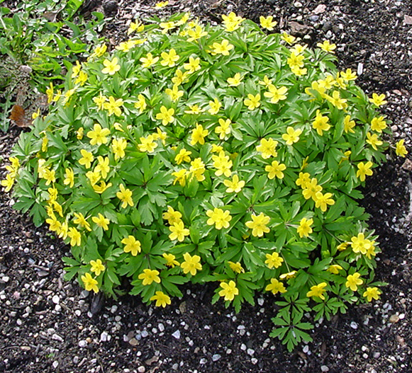 Anemone ranunculoides Pisi 4 Anemone ranunculoides Pisi – Bild 2