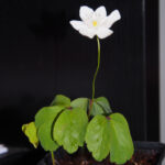 Anemone udensis 1 Anemone udensis