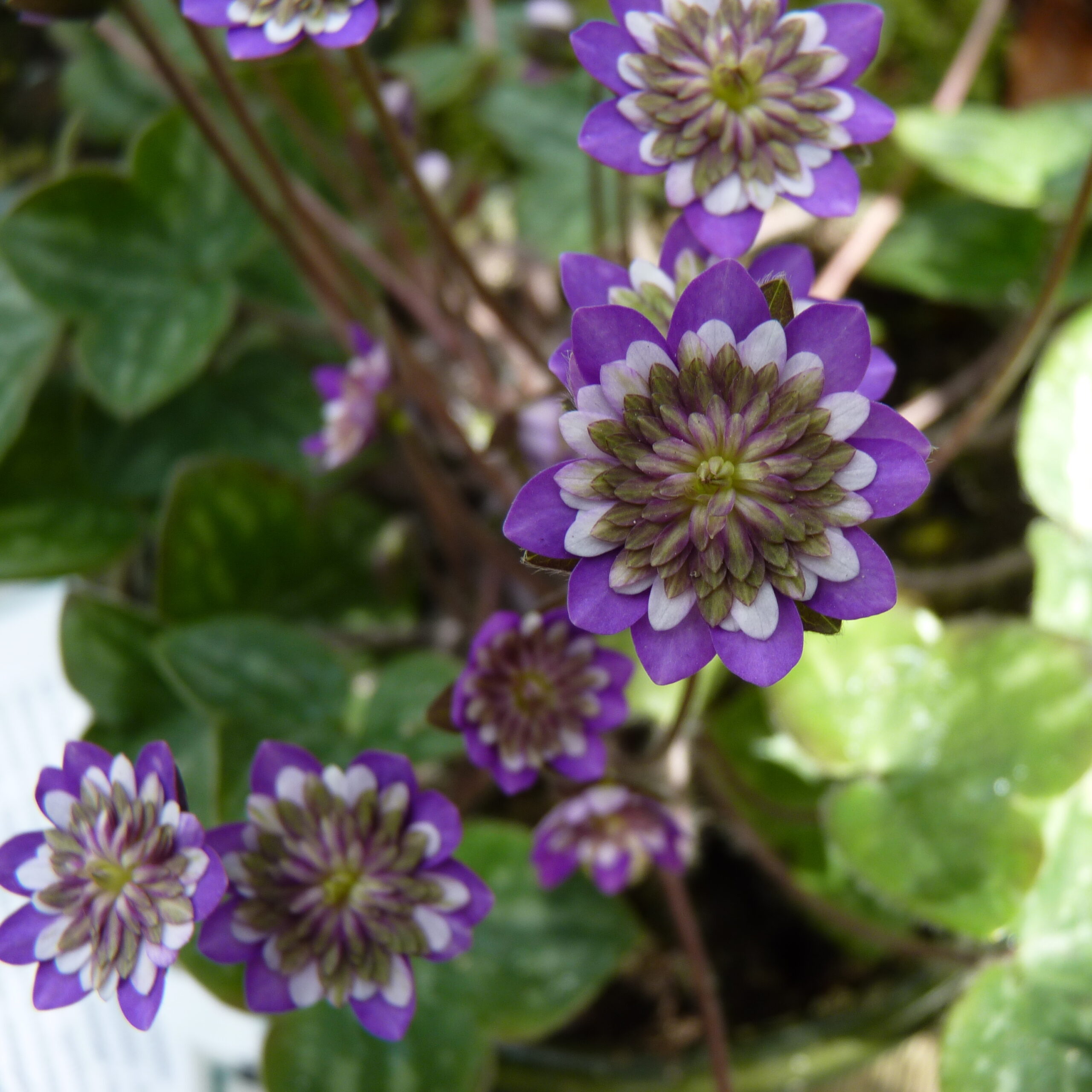 Hepatica japonica Saiun SU 5 Hepatica japonica Saiun SU – Bild 3