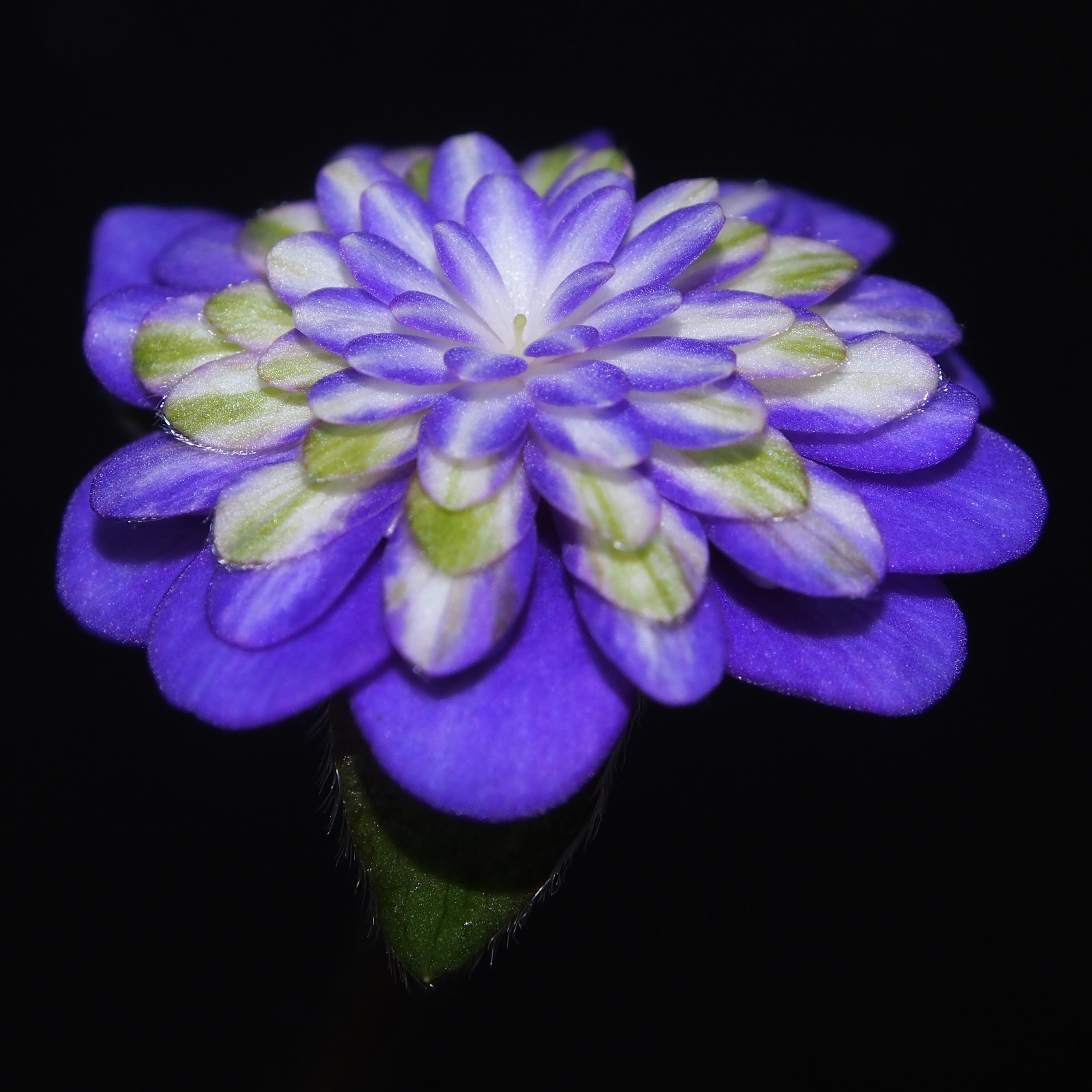 Hepatica japonica Taikai 4 Hepatica japonica Taikai – Bild 2