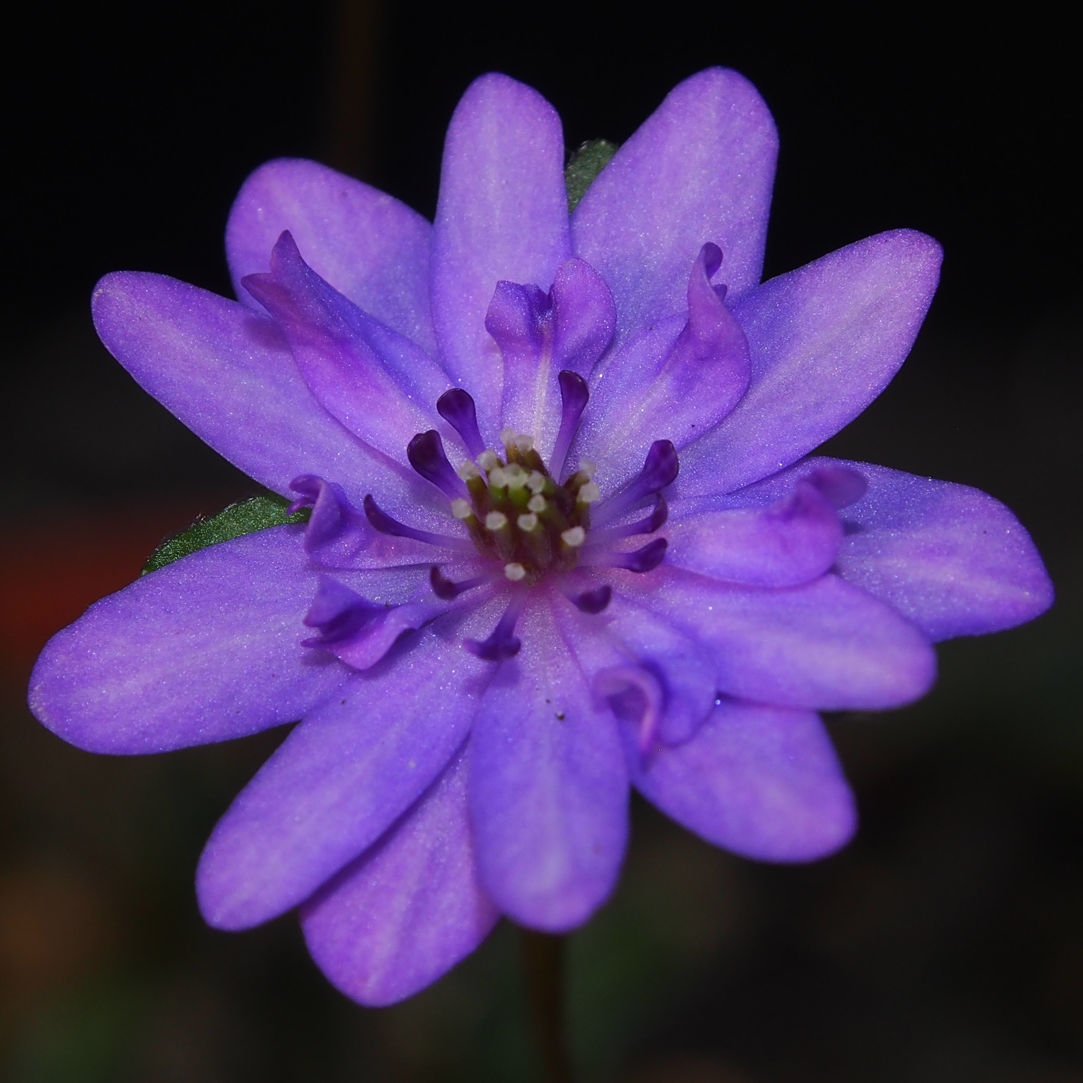 Hepatica japonica Seiran 5 Hepatica japonica Seiran – Bild 3