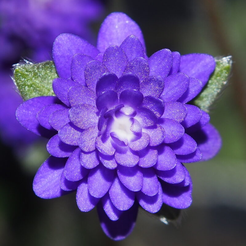 Hepatica 73 Hepatica japonica Shiun