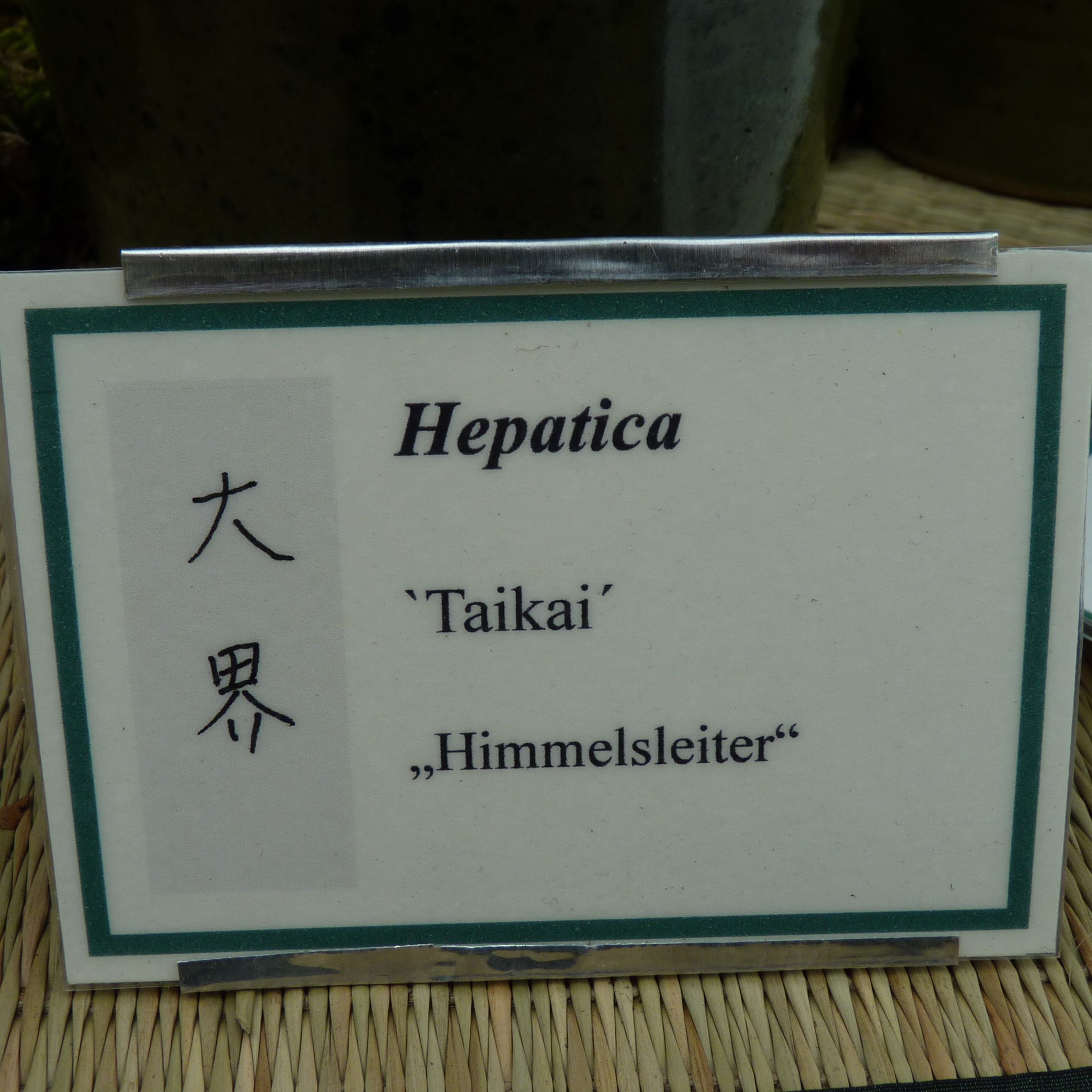 Hepatica japonica Taikai 5 Hepatica japonica Taikai – Bild 3