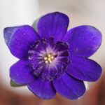 Hepatica japonica Nidan Blau violett 2023