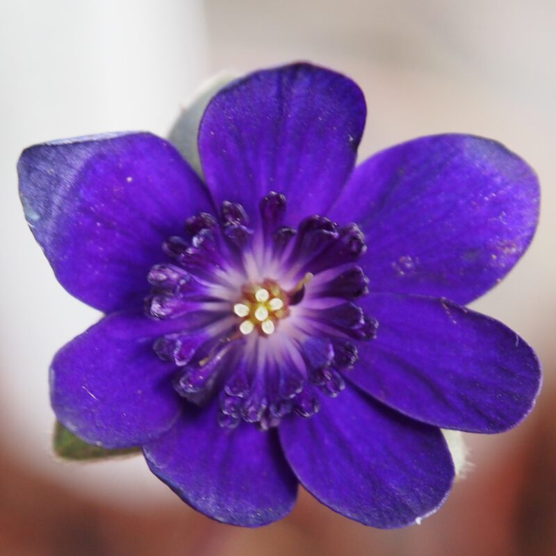 Hepatica japonica Nidan Blau violett 2023