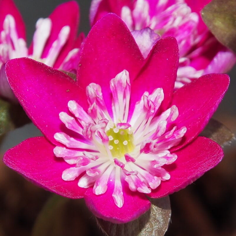 Hepatica japonica Nidan Rot (23-002)