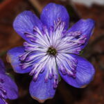 Hepatica japonica Nidan Violett (23-007)