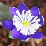 Hepatica japonica Nidan blau-weiß (23-008)