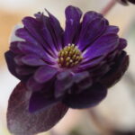 Hepatica japonica Nidan Schwarz (23-12)