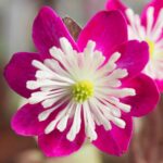 Hepatica japonica Nidan Magenta (23-014)