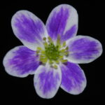 Hepatica japonica Aio yatsu JP 1 Hepatica japonica Aio yatsu JP