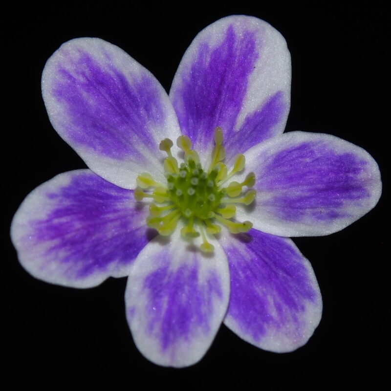 Hepatica 99 Hepatica japonica Aio yatsu JP
