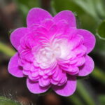 Hepatica japonica Aka to shirome JP 2 Hepatica japonica Aka to shirome JP