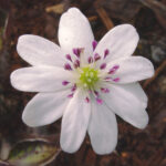 Hepatica japonica Akafuko shiro JP