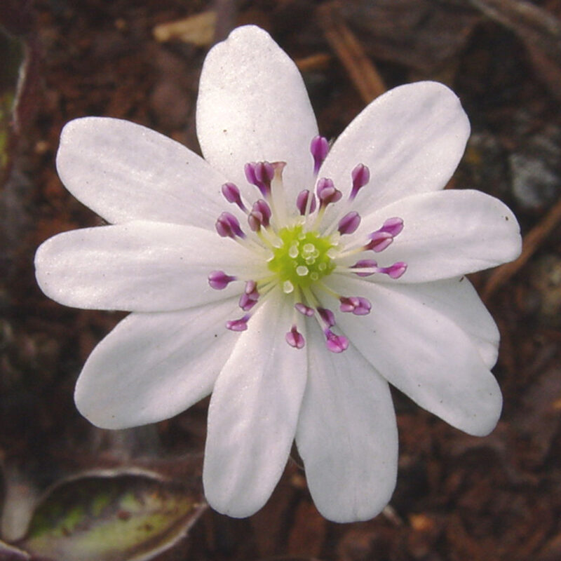 Hepatica 99 Hepatica japonica Akafuko shiro JP