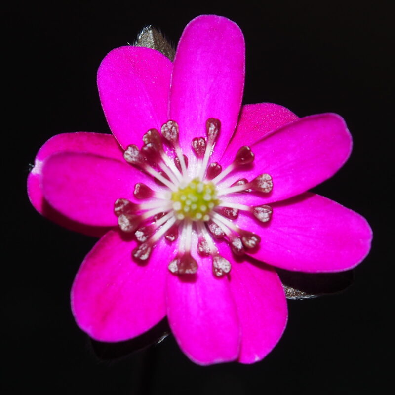 Hepatica japonica Akai sora JP