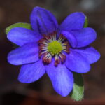 Hepatica japonica Akai supūn JP