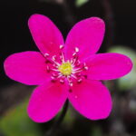 Hepatica japonica Akai taiyō JP