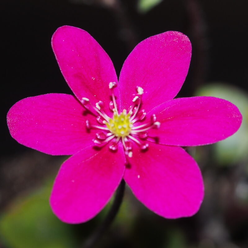 Hepatica japonica Akai taiyō JP