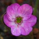 Hepatica japonica Akaishi Dake JP