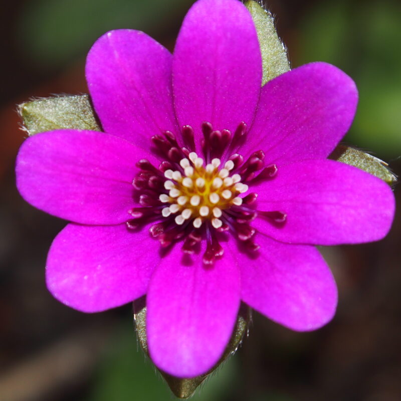 Hepatica 65 Hepatica japonica Akashiro no tenten JP