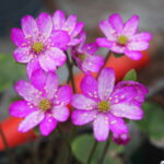 Akashiro-no-tenten-JP